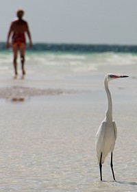 L'île de Cayo Coco doit son nom à cet oiseau, l'ibis blanc, que l'on surnomme aussi " coco"... L'île de Cayo Coco doit son nom à cet oiseau, l'ibis blanc, que l'on surnomme aussi " coco"...