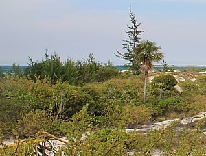 A plusieurs endroits, les cayos sont recouverts par la mangrove. A plusieurs endroits, les cayos sont recouverts par la mangrove.