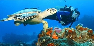 Groupe Voyages Québec offre des voyages sur mesure pour les passionnés de plongée Groupe Voyages Québec offre des voyages sur mesure pour les passionnés de plongée