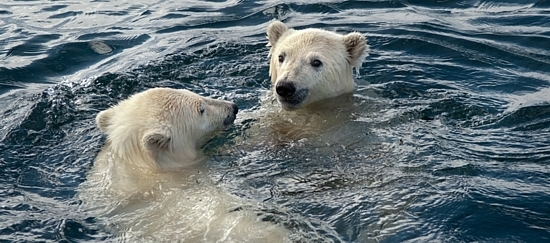 Voyages Aquanautes… plonger dans le Nunavut Voyages Aquanautes… plonger dans le Nunavut