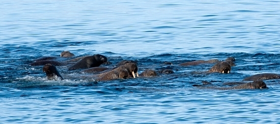 Voyages Aquanautes… plonger dans le Nunavut Voyages Aquanautes… plonger dans le Nunavut