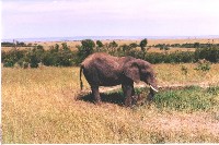 L’écotourisme, une nouvelle opportunité pour l’Afrique ? L’écotourisme, une nouvelle opportunité pour l’Afrique ?