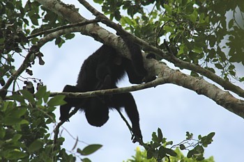 A Palenque et Calakmul, les singes font partie du paysage... A Palenque et Calakmul, les singes font partie du paysage...