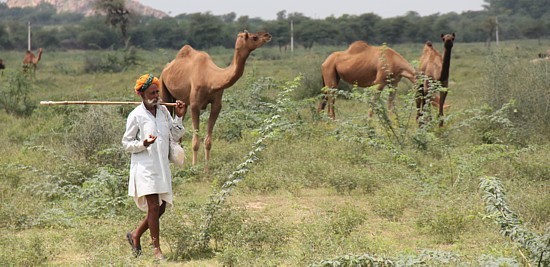 Au Rajasthan, il n'est pas rare de croiser des caravanes de dromadaires.