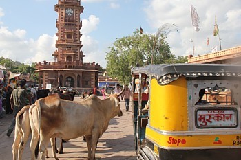 Un méli-mélo de piétons, vaches et véhicules de toutes sortes, dans Jodhpur.