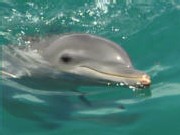 Exploitation des dauphins: une conseillère se mobilise !