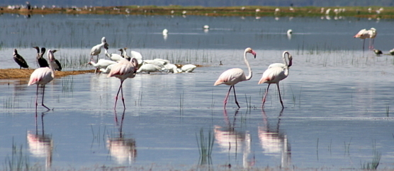 Le lac Nakuru est reconnu notamment pour ses colonies de flamants roses.