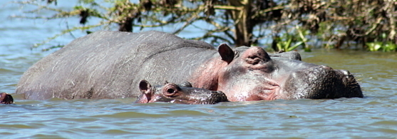 En croisière sur le lac Navaisha, on peut apercevoir de nombreux hippopotames, entre autres.