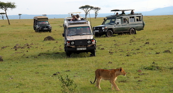 Le Masai Mara est la réserve animalière la plus fréquentée du Kenya, car on y retrouve une grande variété d'animaux.