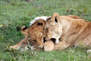 Kenya:  Rencontres magiques, au royaume des grands mammifères... (1ère partie)