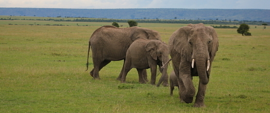 Le Masai Mara abrite les 5 grands mammifères, le célèbre club des " Big 5".