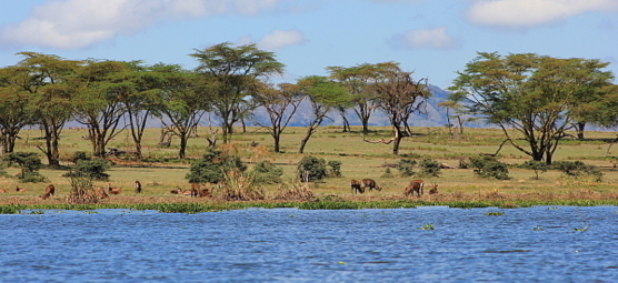 Le lac Navaisha et ses îles ont aussi servi au tournage du film " Out of Africa" .