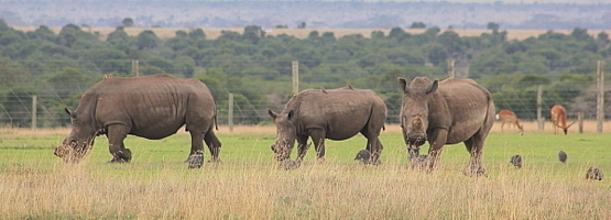 A proximité du Mont Kenya, la réserve de Sweetwaters abrite une grande population de rhinocéros, entre autres. A proximité du Mont Kenya, la réserve de Sweetwaters abrite une grande population de rhinocéros, entre autres.