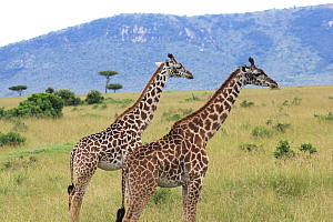 Le Kenya: entre savanes et montagnes (reportage)