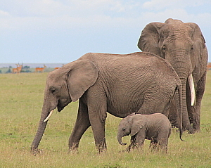 Le Kenya: entre savanes et montagnes (reportage)