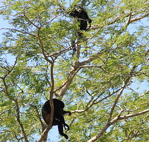 Le parc national Palo Verde renferme de nombreuses espèces, dont des singes hurleurs et des crocodiles. Le parc national Palo Verde renferme de nombreuses espèces, dont des singes hurleurs et des crocodiles.