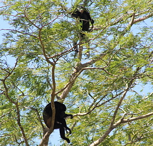 Le parc national Palo Verde renferme de nombreuses espèces, dont des singes hurleurs et des crocodiles.