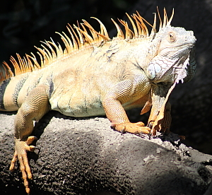 L'excursion dans le parc national Palo Verde permet d'apercevoir plusieurs espèces.