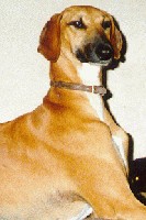 Passeport pour animaux de compagnie en Europe, des retards forcent une solution temporaire. Passeport pour animaux de compagnie en Europe, des retards forcent une solution temporaire.