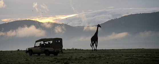 Un nouvel outil pour choisir son safari Un nouvel outil pour choisir son safari