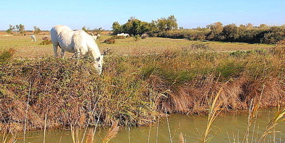 Chevaux camarguais