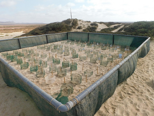 Le Cap-Vert enregistre en 2020 un record historique de nids de tortue