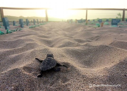 Le Cap-Vert enregistre en 2020 un record historique de nids de tortue