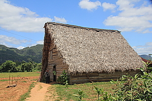 La région de Pinar del Rio est le terroir du tabac, ponctuée de champs et de séchoirs traditionnels.