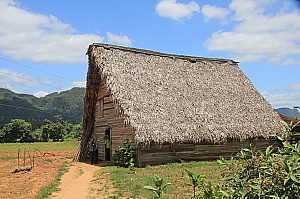 La région de Pinar del Rio est le terroir du tabac, ponctuée de champs et de séchoirs traditionnels. La région de Pinar del Rio est le terroir du tabac, ponctuée de champs et de séchoirs traditionnels.