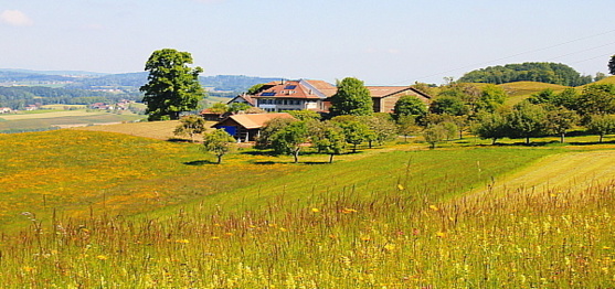 L'itinéraire autour du Mont-Pèlerin traverse des prés fleuris, avec les montagnes en toile de fond.