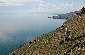 La "Route du cœur" traverse notamment les vignobles du Lavaux, qui s'étagent en terrasses.