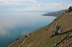 La "Route du cœur" traverse notamment les vignobles du Lavaux, qui s'étagent en terrasses. La "Route du cœur" traverse notamment les vignobles du Lavaux, qui s'étagent en terrasses.