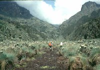 Le parc national du Ruwenzori Le parc national du Ruwenzori