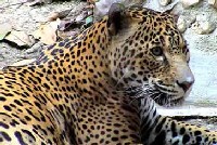 Jaguar dans la réserve de Calakmul