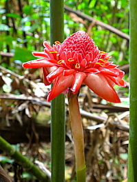 En excursion, près de la route de Hana, on fait de belles découvertes, comme cette rose de porcelaine, une fleur tropicale rare.