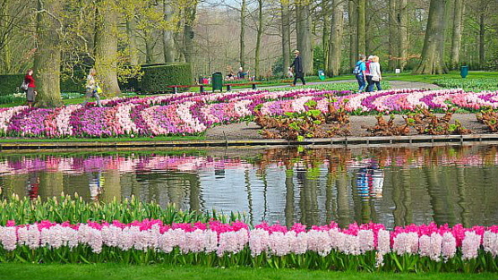 Keukenhof n'est ouvert que 8 semaines mais attire 800 000 visiteurs par année