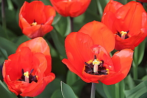 Keukenhof sert de vitrine pour les producteurs horticoles néérlandais, qui y exposent leurs plus beaux spécimens.