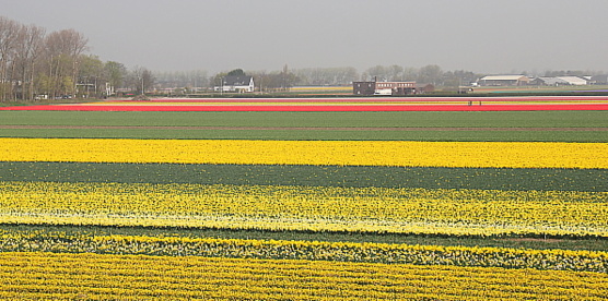 Au sommet du moulin, on découvre les nombreux champs de fleurs de Lisse, qui encerclent le Keukenhof