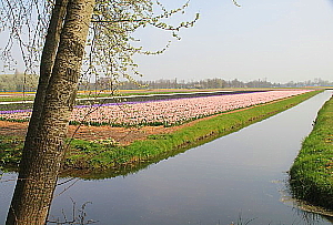 Pays-Bas: Vive la tulipomanie ! Pays-Bas: Vive la tulipomanie !