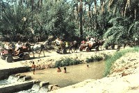 Tozeur, Oasis Tozeur, Oasis
