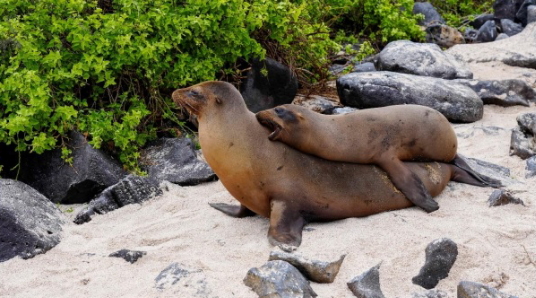 Voyages en Direct à la découverte des Galápagos avec Hurtigruten Expeditions