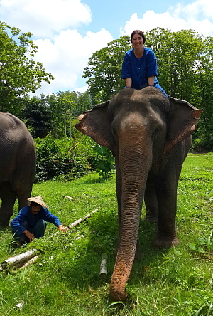 Une activité vedette dans la région de Chiang Mai : la randonnée à dos d’éléphant