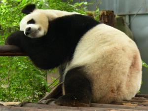 Comme le panda n’a plus à faire d’effort pour s’alimenter, il verse aisément dans la paresse totale, même en ce qui a trait aux activités « amoureuses »