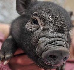 Un cochon trop excité évacué d'un avion de US Airways