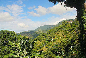 Le plus prestigieux café jamaïcan pousse au sommet des Blue Mountains