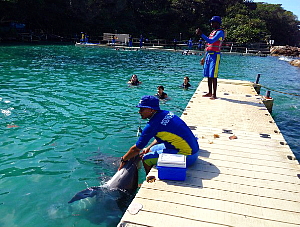 Dolphin Cove, parmi les escales les plus populaires des vacanciers