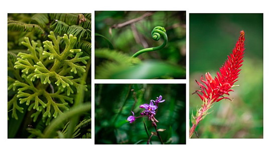 Troisième distinction UNESCO pour la Martinique :Volcans et forêts de la Montagne Pelée et Pitons du Nord de la Martinique Troisième distinction UNESCO pour la Martinique :Volcans et forêts de la Montagne Pelée et Pitons du Nord de la Martinique