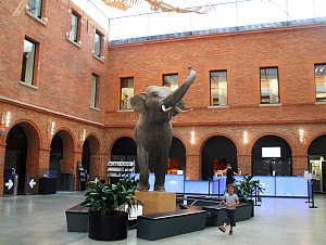 Le Musée d'histoire naturelle, parmi les attraits préférés des familles Le Musée d'histoire naturelle, parmi les attraits préférés des familles