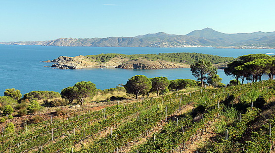 Le vignoble Perelada