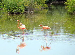 Il n'est pas rare de pouvoir apercevoir des flamants roses, même en roulant le long de la jetée qui relie la terre ferme aux cayos.